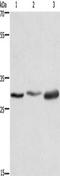 CRDGF antibody, TA349466, Origene, Western Blot image 