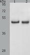 Sperm Associated Antigen 4 antibody, TA322903, Origene, Western Blot image 