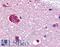 G Protein-Coupled Receptor 61 antibody, LS-A6716, Lifespan Biosciences, Immunohistochemistry paraffin image 