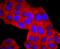 Lipocalin 2 antibody, NBP2-66935, Novus Biologicals, Immunofluorescence image 