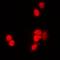Histone H3 antibody, orb214780, Biorbyt, Immunofluorescence image 