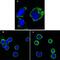 40S ribosomal protein S27 antibody, NBP2-37671, Novus Biologicals, Immunofluorescence image 