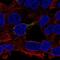 Ethylmalonyl-CoA Decarboxylase 1 antibody, NBP2-68625, Novus Biologicals, Immunofluorescence image 