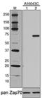ZAP70 Phospho (Tyr493) antibody, 620102, BioLegend, Western Blot image 