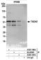 Transcriptional Adaptor 3 antibody, A305-186A, Bethyl Labs, Immunoprecipitation image 