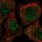 Star-PAP antibody, NBP2-56631, Novus Biologicals, Immunofluorescence image 