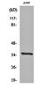 Peroxisome biogenesis factor 2 antibody, orb162351, Biorbyt, Western Blot image 