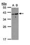 ADP Ribosylation Factor Like GTPase 14 antibody, orb74272, Biorbyt, Western Blot image 