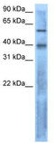 Left-Right Determination Factor 2 antibody, TA346346, Origene, Western Blot image 