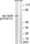 PHF-tau antibody, TA312283, Origene, Western Blot image 
