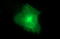 Claudin 6 antibody, M08182-2, Boster Biological Technology, Immunofluorescence image 