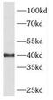 Phosphorylase b kinase gamma catalytic chain, skeletal muscle isoform antibody, FNab06394, FineTest, Western Blot image 