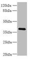 Protein Wnt-4 antibody, A61798-100, Epigentek, Western Blot image 
