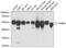 FKBP Prolyl Isomerase 8 antibody, GTX32606, GeneTex, Western Blot image 
