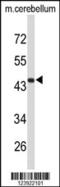 Fibromodulin antibody, MBS9202502, MyBioSource, Western Blot image 