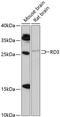 Retinal Degeneration 3, GUCY2D Regulator antibody, 14-830, ProSci, Western Blot image 