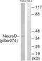 Neurogenic differentiation factor 1 antibody, 79-918, ProSci, Western Blot image 
