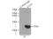 Caveolin 1 antibody, 16447-1-AP, Proteintech Group, Immunoprecipitation image 