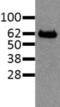 REL Proto-Oncogene, NF-KB Subunit antibody, 14-6111-82, Invitrogen Antibodies, Western Blot image 