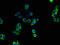 Disintegrin and metalloproteinase domain-containing protein 12 antibody, LS-C498309, Lifespan Biosciences, Immunofluorescence image 