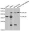 Galectin 8 antibody, A6646, ABclonal Technology, Western Blot image 