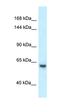 Zinc Finger Protein 354A antibody, orb325599, Biorbyt, Western Blot image 