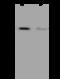 ATPase H+ Transporting V1 Subunit C2 antibody, 200458-T32, Sino Biological, Western Blot image 