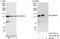 Zinc Finger And BTB Domain Containing 10 antibody, A303-257A, Bethyl Labs, Immunoprecipitation image 
