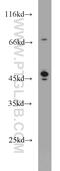Protein C inhibitor antibody, 10673-1-AP, Proteintech Group, Western Blot image 