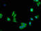Ldh-1 antibody, CSB-PA00045A0Rb, Cusabio, Immunofluorescence image 