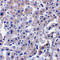 Caspase 14 antibody, 2509, ProSci Inc, Immunohistochemistry frozen image 