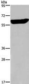 Early growth response protein 4 antibody, PA5-50496, Invitrogen Antibodies, Western Blot image 