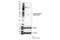 Mitogen-Activated Protein Kinase Kinase 1 antibody, 86128S, Cell Signaling Technology, Western Blot image 