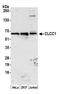 Chloride Channel CLIC Like 1 antibody, A305-668A-M, Bethyl Labs, Western Blot image 