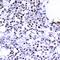 Structural Maintenance Of Chromosomes 1A antibody, orb14582, Biorbyt, Immunohistochemistry paraffin image 