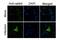 Influenza virus antibody, GTX125933, GeneTex, Immunofluorescence image 