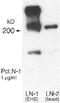 Laminin Subunit Alpha 1 antibody, ab7463, Abcam, Western Blot image 