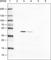 Elongation factor Tu, mitochondrial antibody, AMAb90964, Atlas Antibodies, Western Blot image 