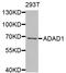 Adenosine Deaminase Domain Containing 1 antibody, LS-C408974, Lifespan Biosciences, Western Blot image 