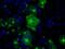 SIL1 Nucleotide Exchange Factor antibody, MA5-25062, Invitrogen Antibodies, Immunocytochemistry image 
