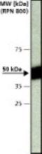 Caspase-12 antibody, NB600-1432, Novus Biologicals, Western Blot image 
