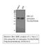 Mitogen-activated protein kinase 3 antibody, STJ91357, St John