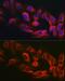Myosin-X antibody, GTX64824, GeneTex, Immunofluorescence image 