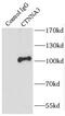 Catenin Alpha 3 antibody, FNab02057, FineTest, Immunoprecipitation image 