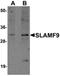 SLAM family member 9 antibody, orb75568, Biorbyt, Western Blot image 