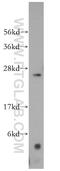 Mitochondrial Ribosomal Protein S34 antibody, 15166-1-AP, Proteintech Group, Western Blot image 