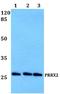 Paired Related Homeobox 2 antibody, A10558, Boster Biological Technology, Western Blot image 