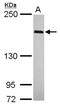 WAPL Cohesin Release Factor antibody, NBP2-20884, Novus Biologicals, Western Blot image 