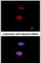 Histone Cluster 1 H1 Family Member E antibody, PA5-31907, Invitrogen Antibodies, Immunofluorescence image 