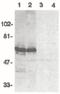 BAG family molecular chaperone regulator 4 antibody, orb86681, Biorbyt, Western Blot image 